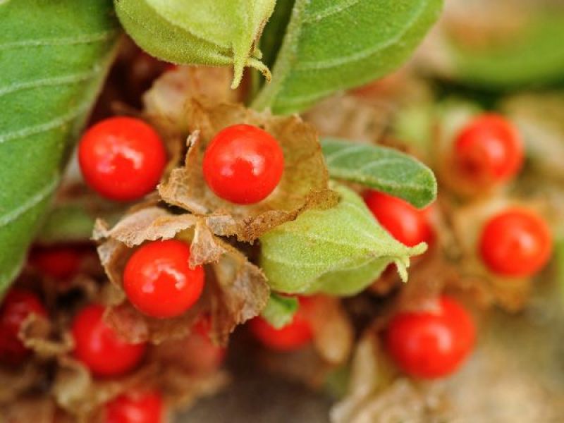  Cultivation of Ashwagandha