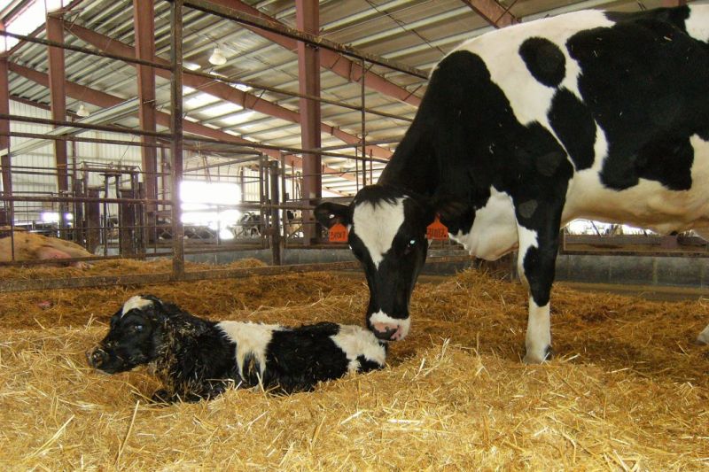 cows and calves