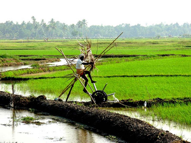 paddy farm