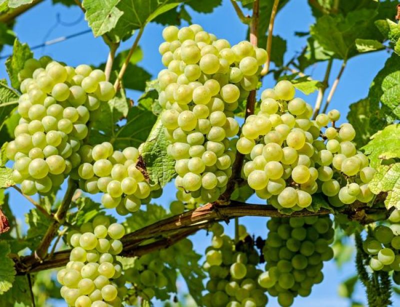 grapes