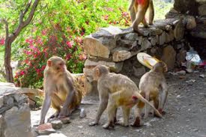 Monkeys in Fatehpur UP