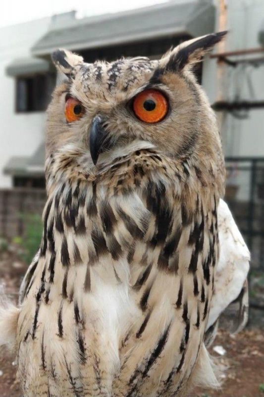 WWF India released the poster, wrote – 16 species of owls are smuggled in the country