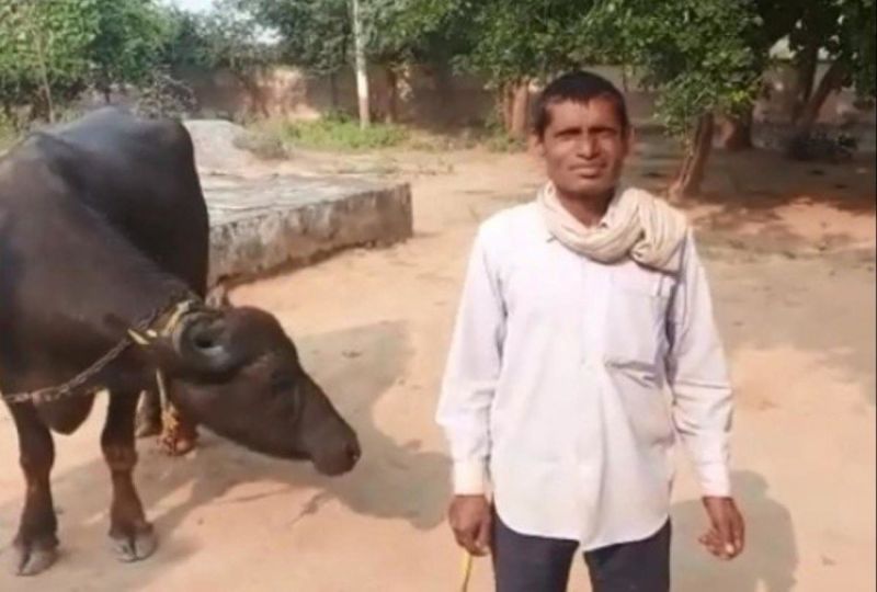 Farmer arrives at police station with buffalo