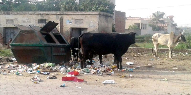 Strangers of stray cattle