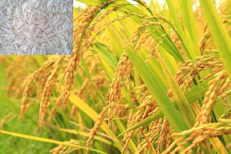 Basmati Paddy
