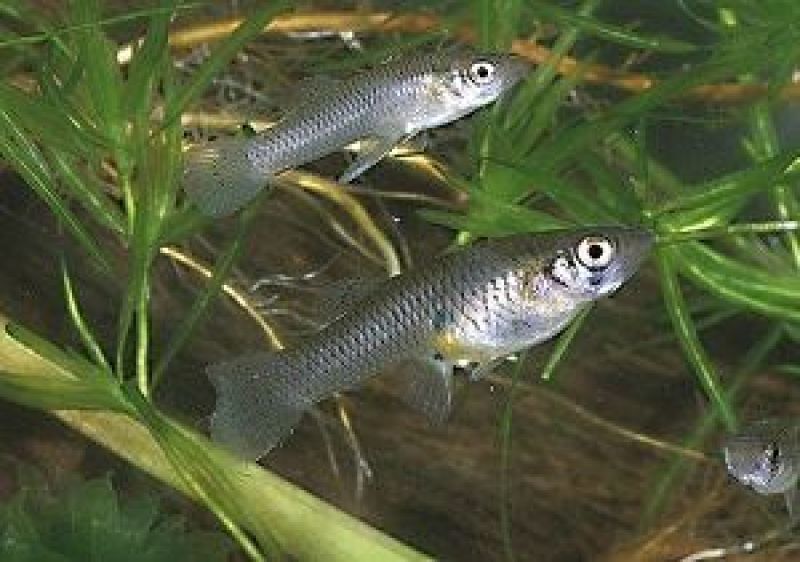 mosquitofish