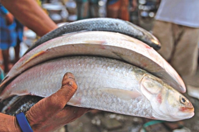 Hilsa fish