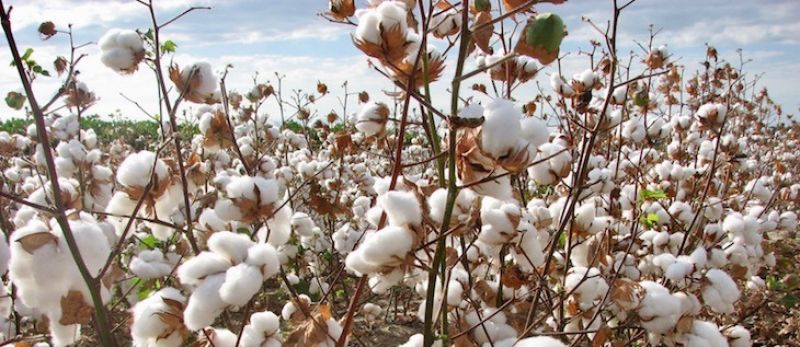 Cotton Crop