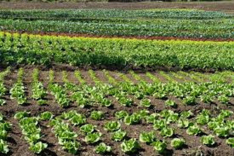 vegetables cultivation