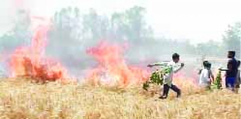 Burning Crops