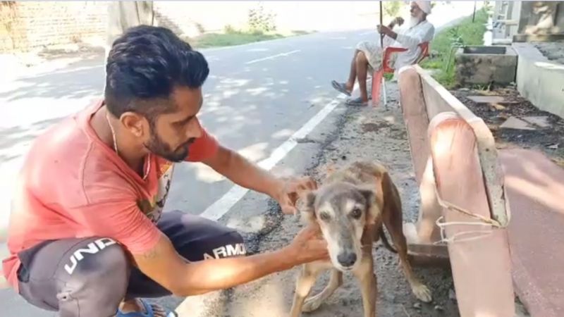 This dog became an example of loyalty 