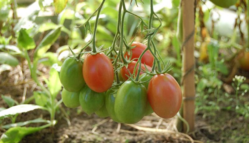  Tomato cultivation 