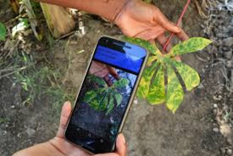 Smartphone device identifies plant diseases
