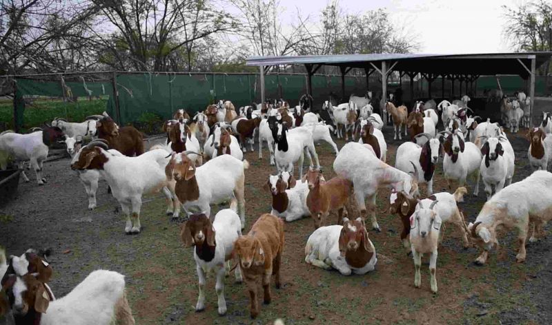 Goat project portugal forest fire animal