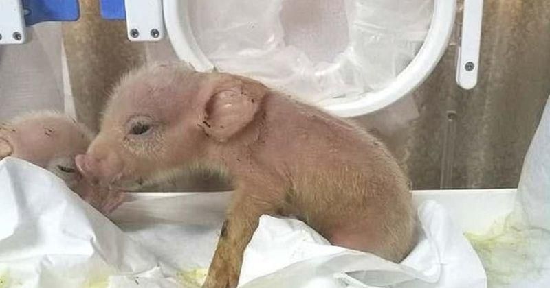 World’s first ever pig-monkey hybrids have been created by Chinese scientists