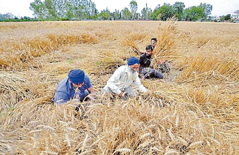 Wheat harvesting