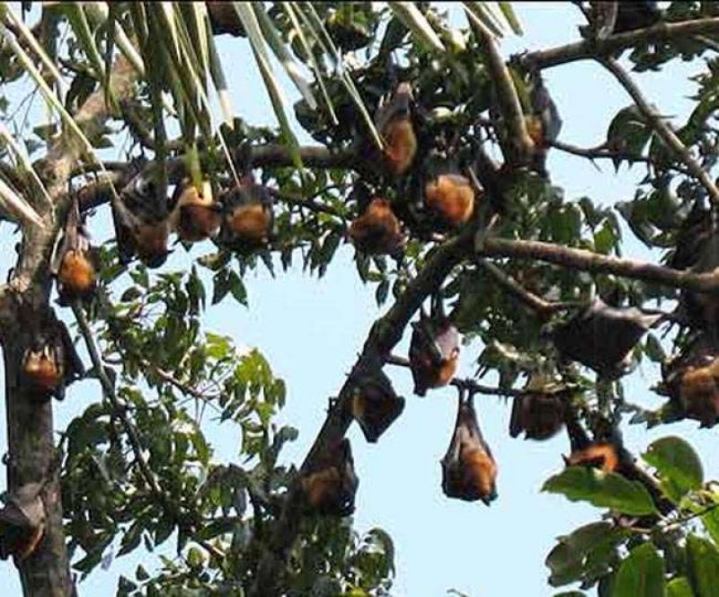 Bats in Vaishali