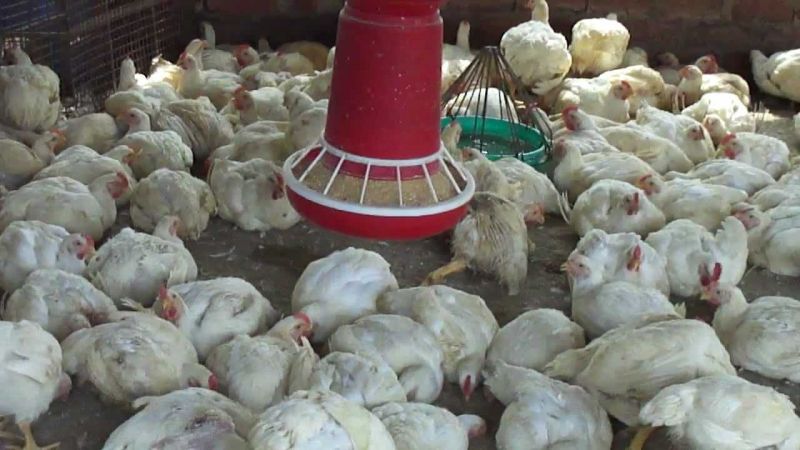 Punjab Poultry Farms