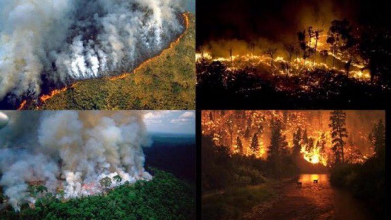Amazon wildfires: UK donates £10 million to help protect and restore rain forest 