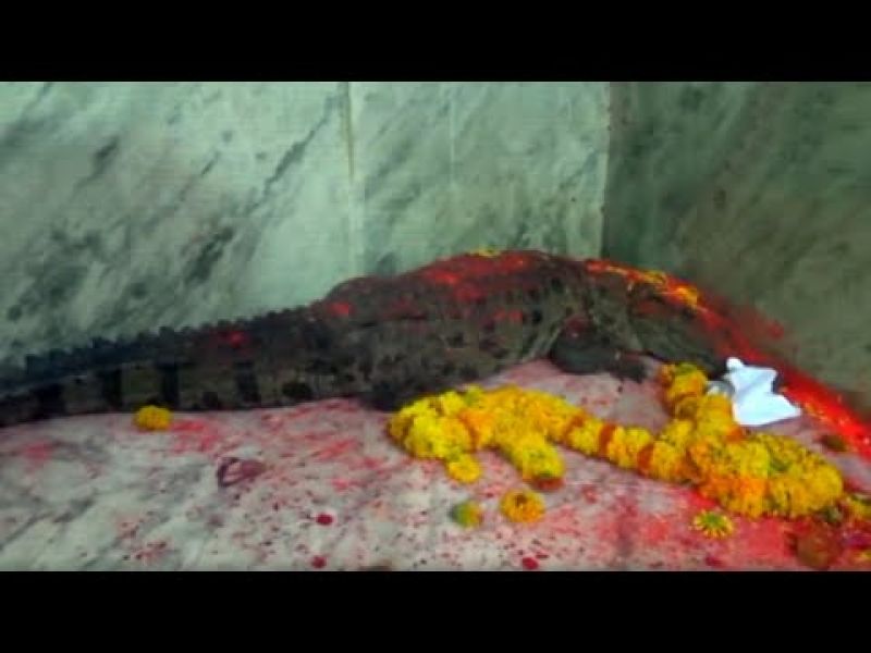 Crocodile enters Khodiyar Mataji Temple in Gujarat