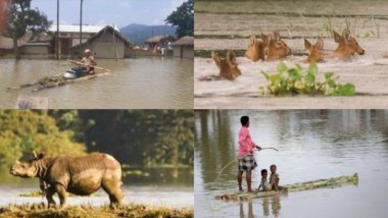 17 hours ago Punjabi Jagran Floods kill 108 animals in Assam