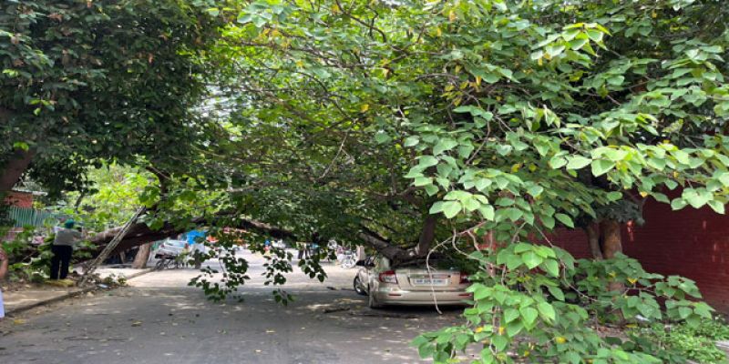 Tree fell again in Chandigarh 