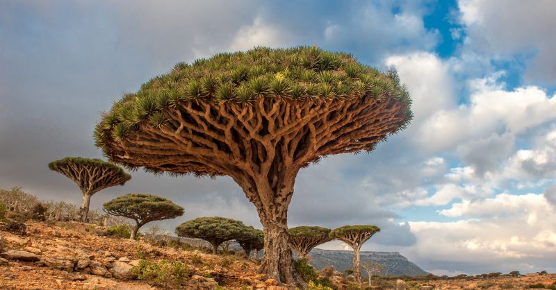 Dragon Tree