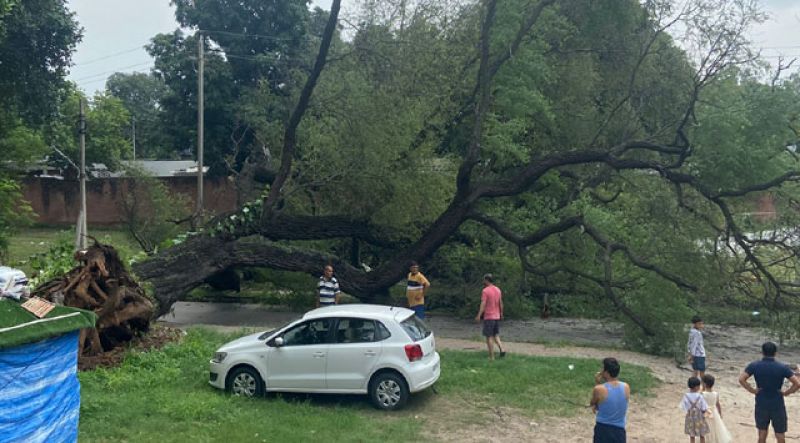 A tree fell again in Chandigarh Sector 7