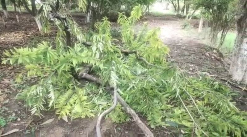 Strong winds and tornadoes cost millions