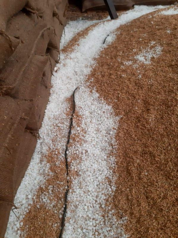  Unseasonal rains and hailstorms wreak havoc in Punjab