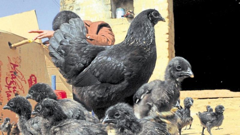 Kadaknath Hen 