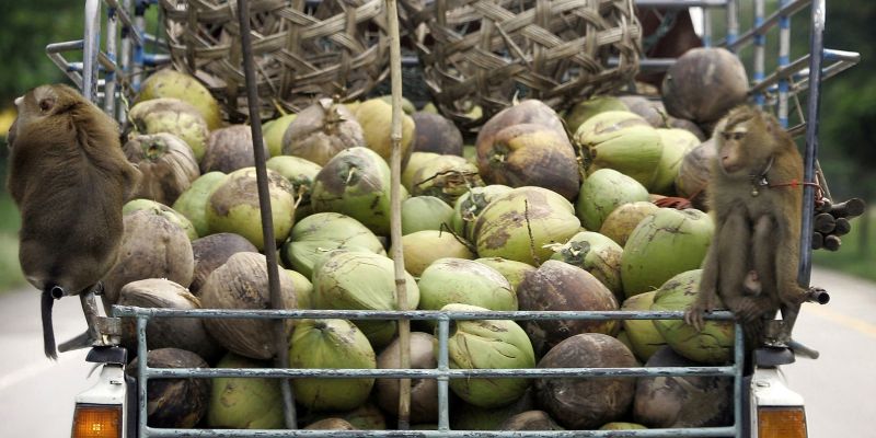 Thailand's coconut-picking monkeys