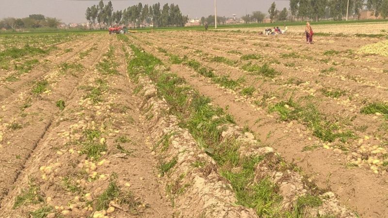 Potato Feiled In Punjab 