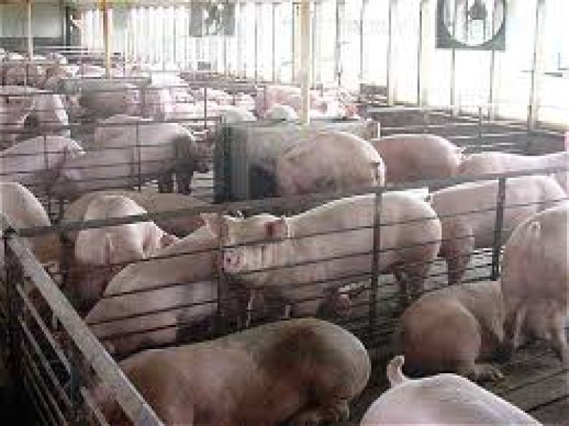 Pig farming