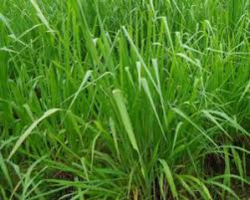 Guinea grass