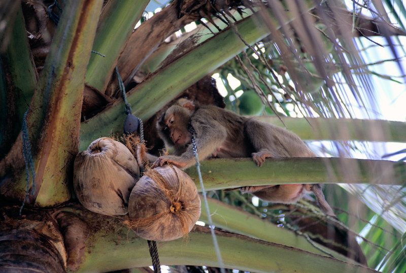 Thailand's coconut-picking monkeys