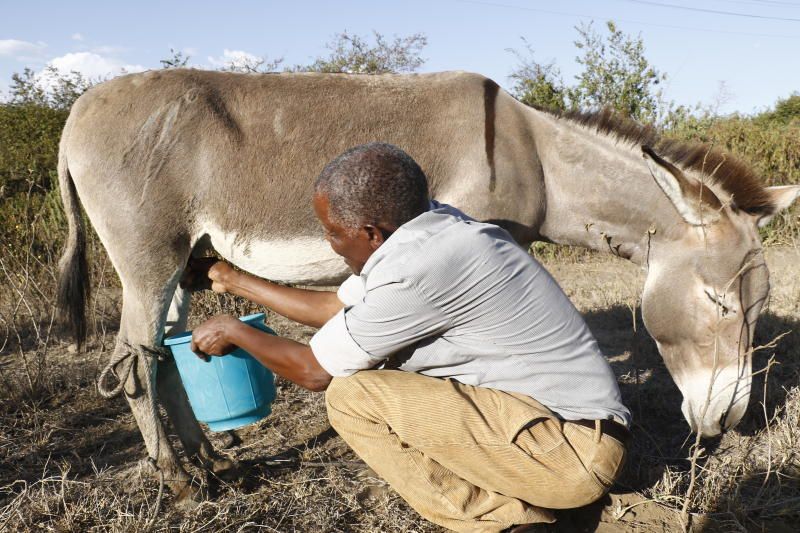 India to soon get dairy for donkey milk