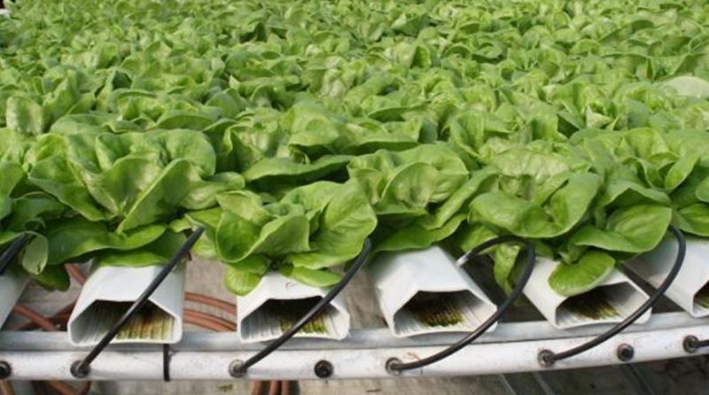 without Soil Farming 