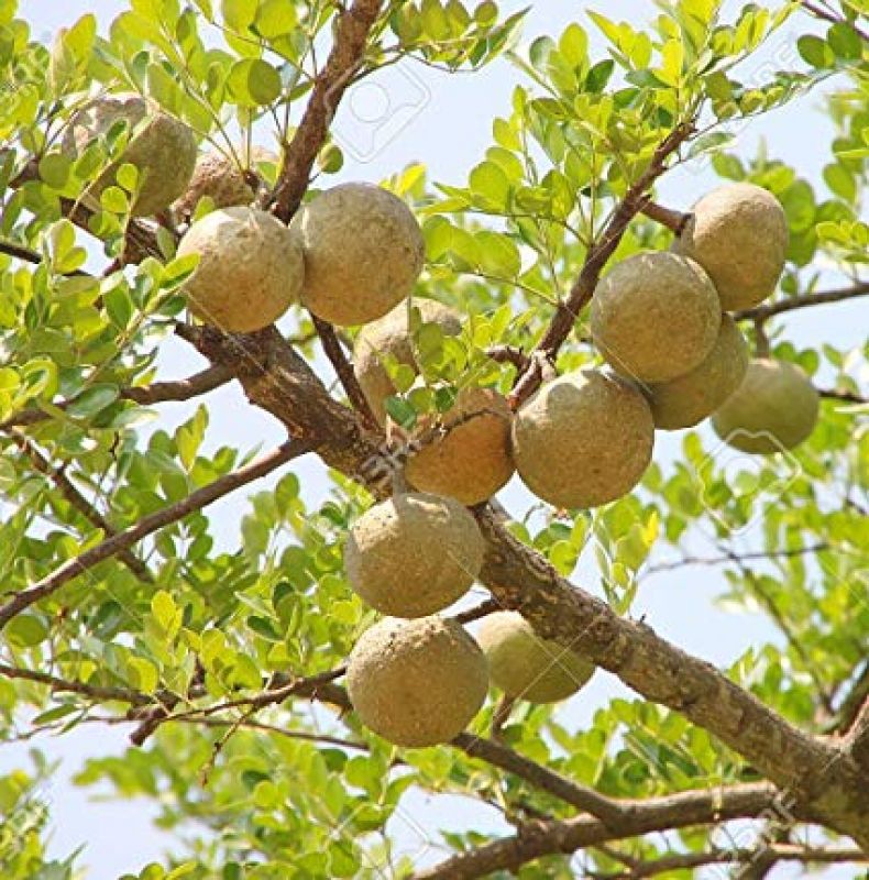 Bael Fruit Tree