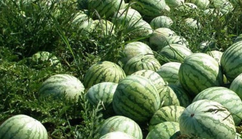 Watermelon farming
