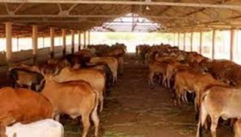 80 Cows Die of Suspected Food Poisoning in Govt-aided Shelter in Rajasthan's Churu