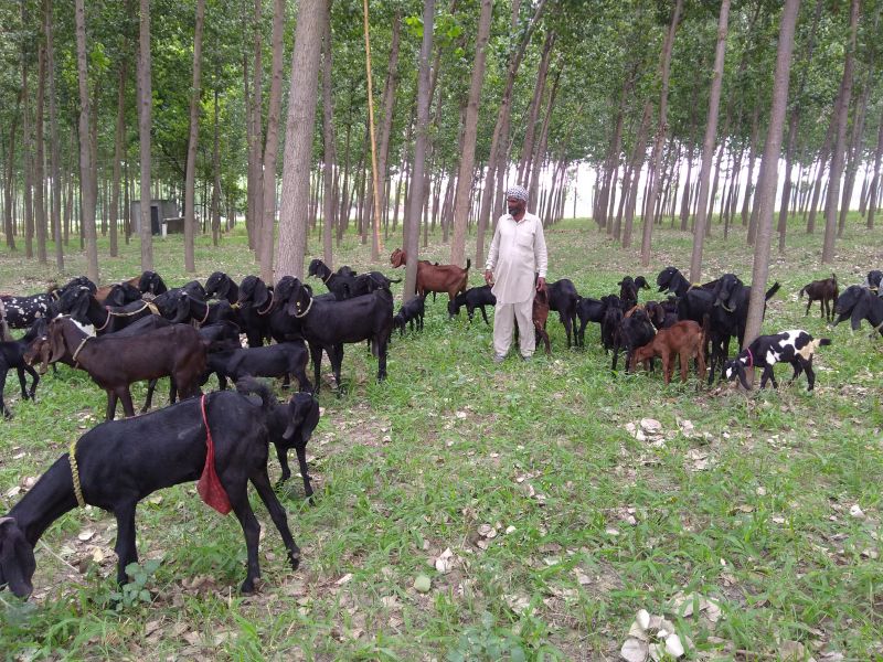 goat farming 
