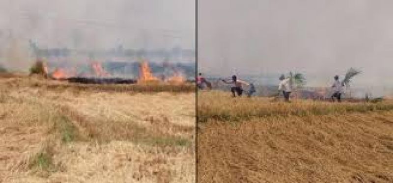 farmers did not set fire paddy stubble