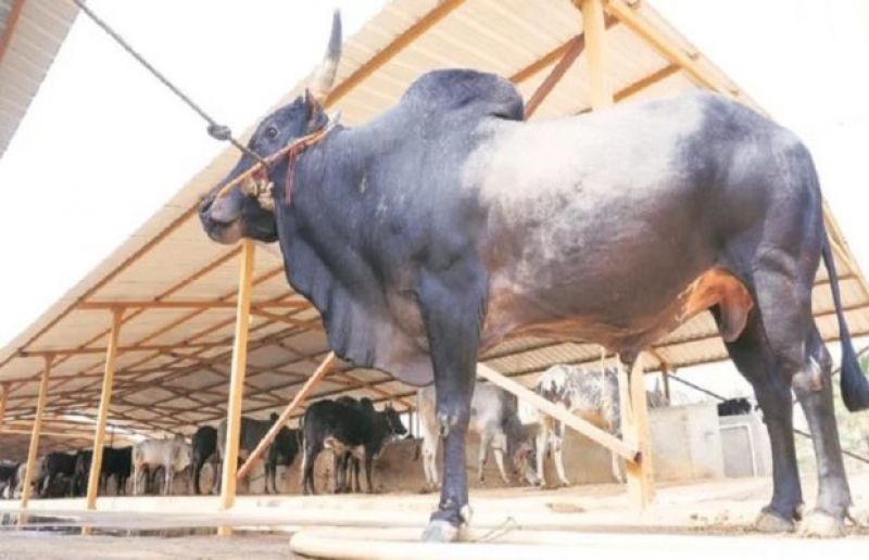 Haryana Bull Swallowed gold Jjewellery