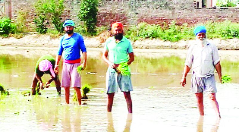  ਖੇਤਾਂ 'ਚ ਸਿੱਧਾ ਝੋਨੇ ਲਾਉਂਦਾ ਕਿਸਾਨ ਪਰਿਵਾਰ