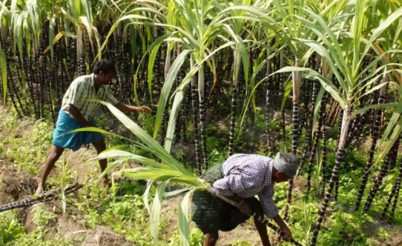 Sugarcane farmers