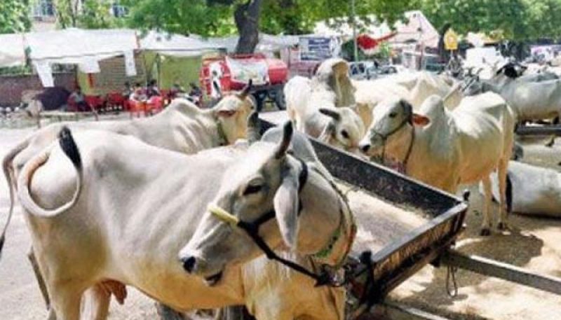 3 Women Arrested In Rajasthan's Alwar With 40 Kg Of Beef