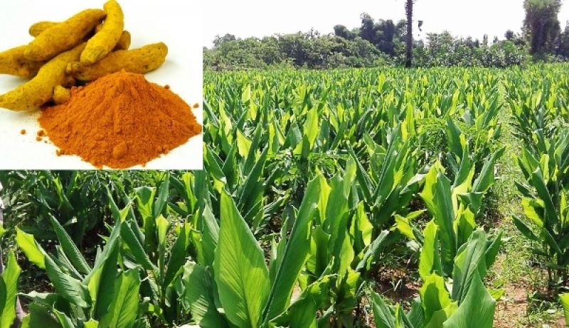  Turmeric Cultivation