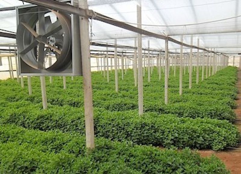 Peppermint Agriculture 