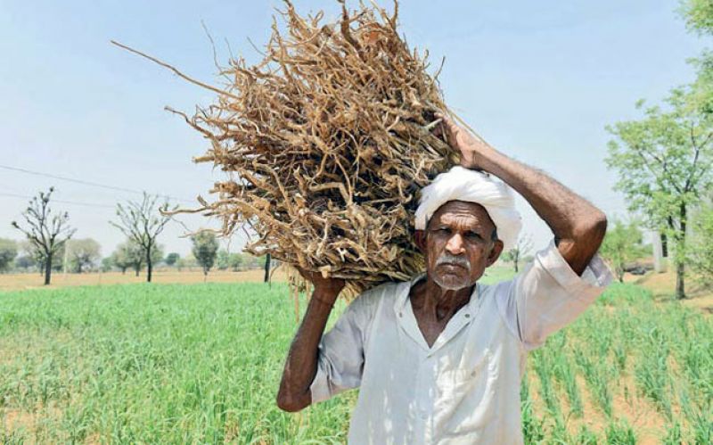 Maharastra Farmer